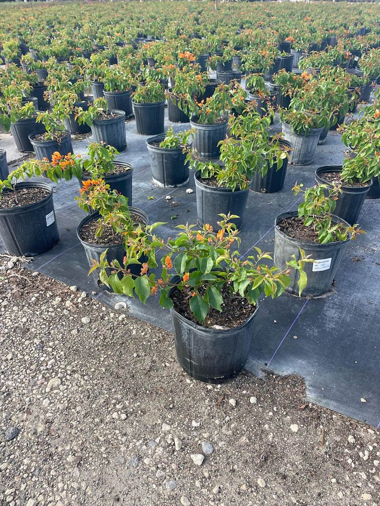 bougainvillea-v-f-fire-opal