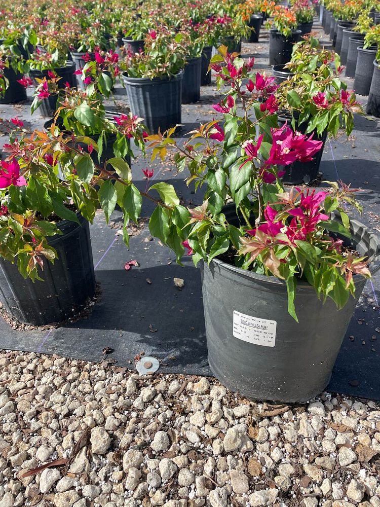 bougainvillea-v-f-ruby
