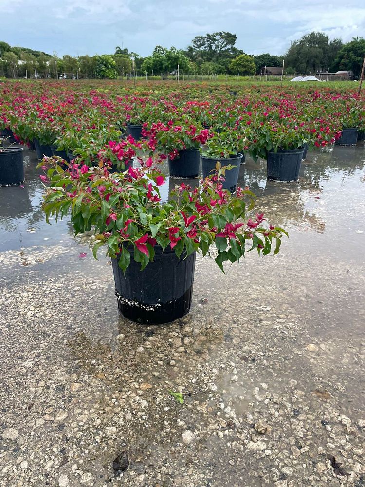 bougainvillea-v-f-ruby