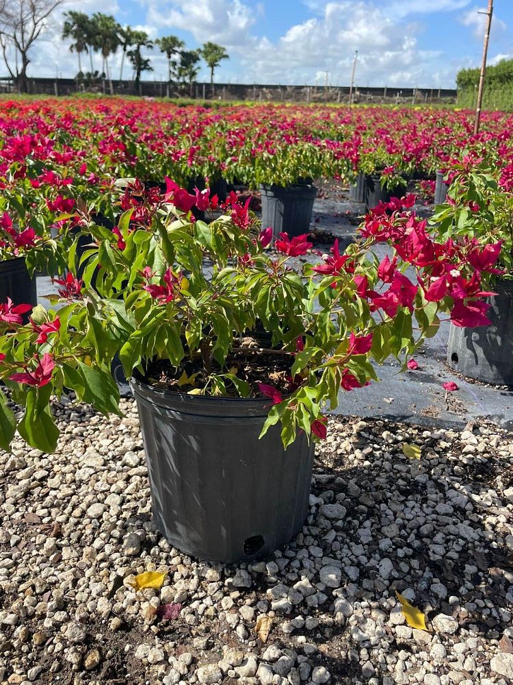 bougainvillea-v-f-ruby