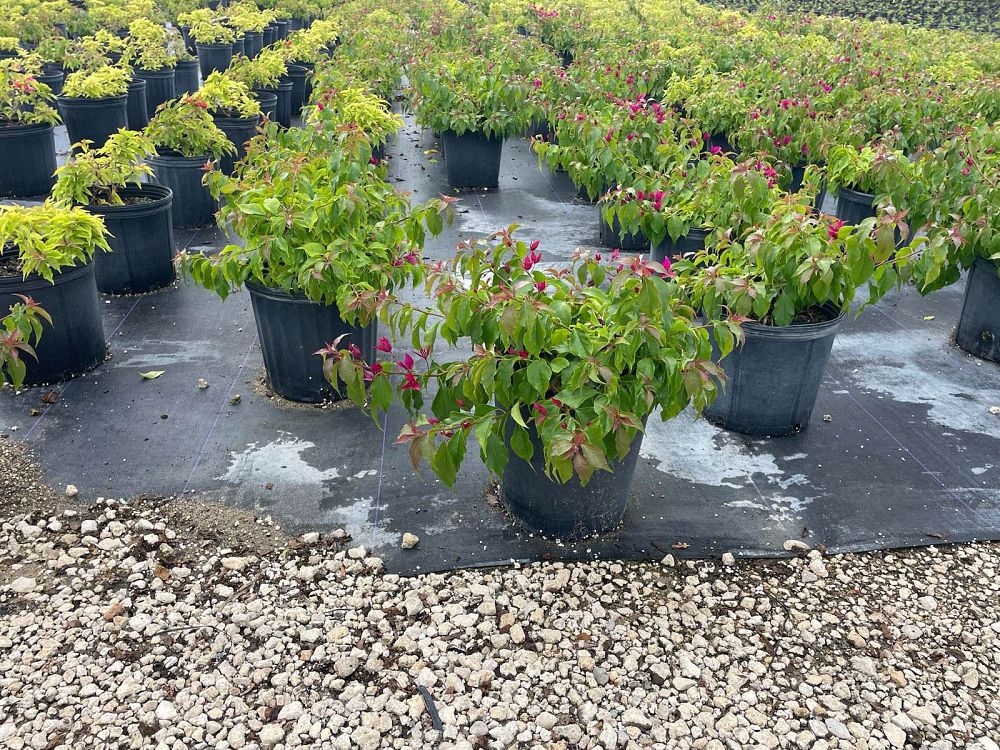 bougainvillea-v-f-ruby