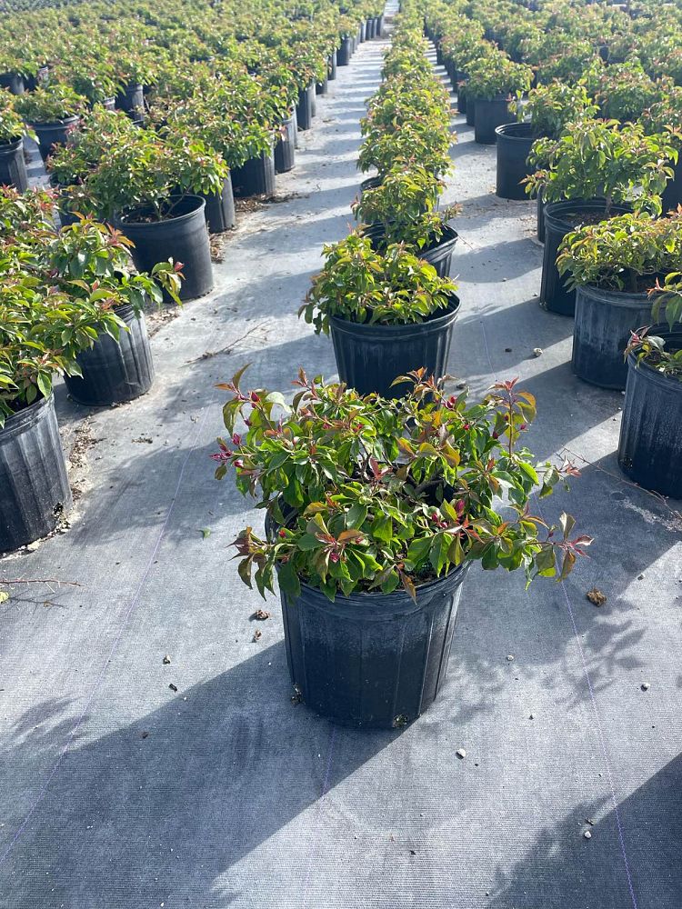 bougainvillea-v-f-ruby