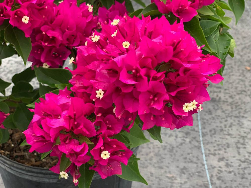 bougainvillea-vera-deep-purple-fuchsia