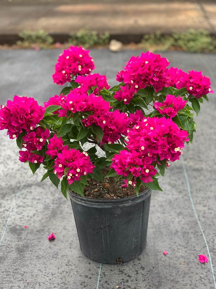 bougainvillea-vera-deep-purple-fuchsia