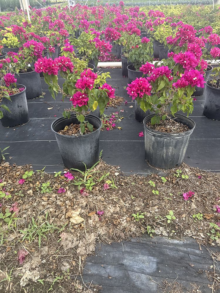 bougainvillea-vera-deep-purple