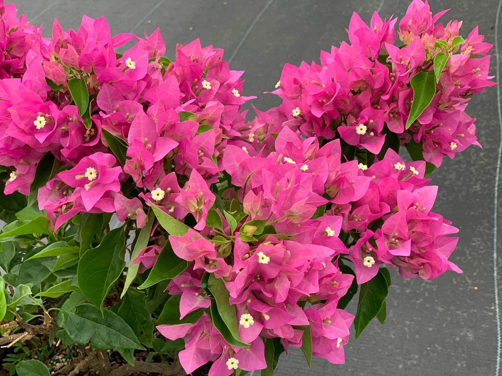 bougainvillea-vera-pink