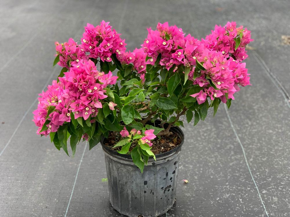 bougainvillea-vera-pink