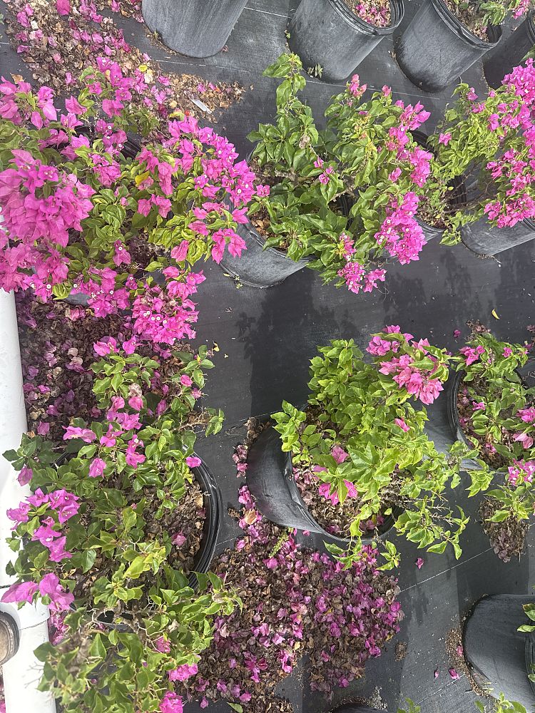 bougainvillea-vera-pink