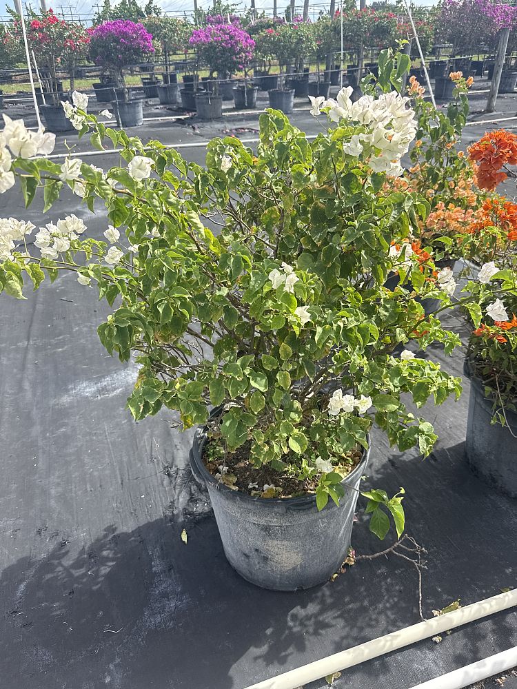 bougainvillea-vera-white