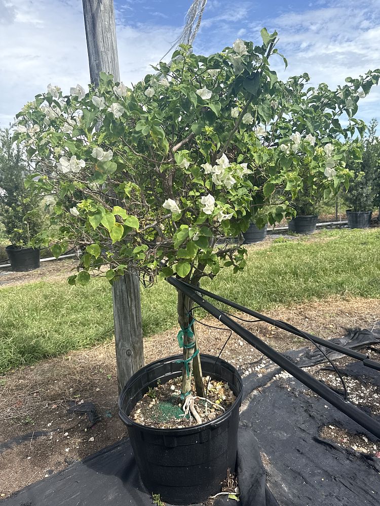 bougainvillea-vera-white