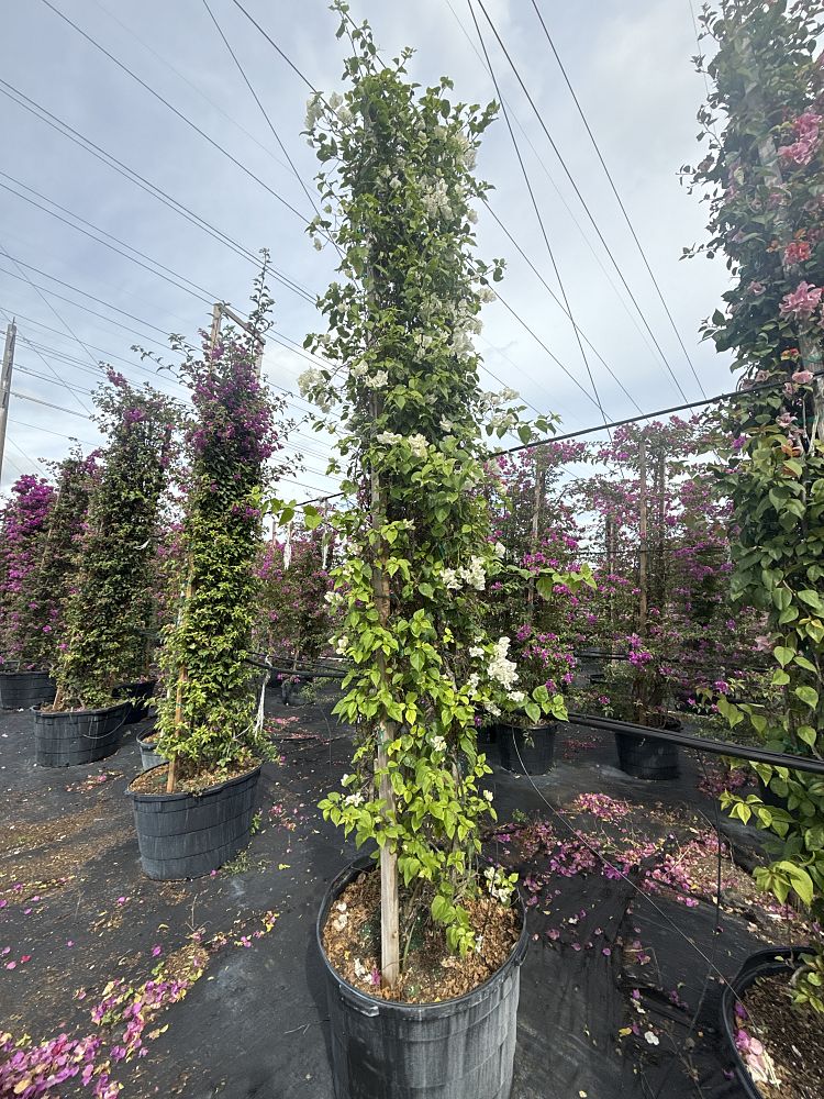 bougainvillea-vera-white