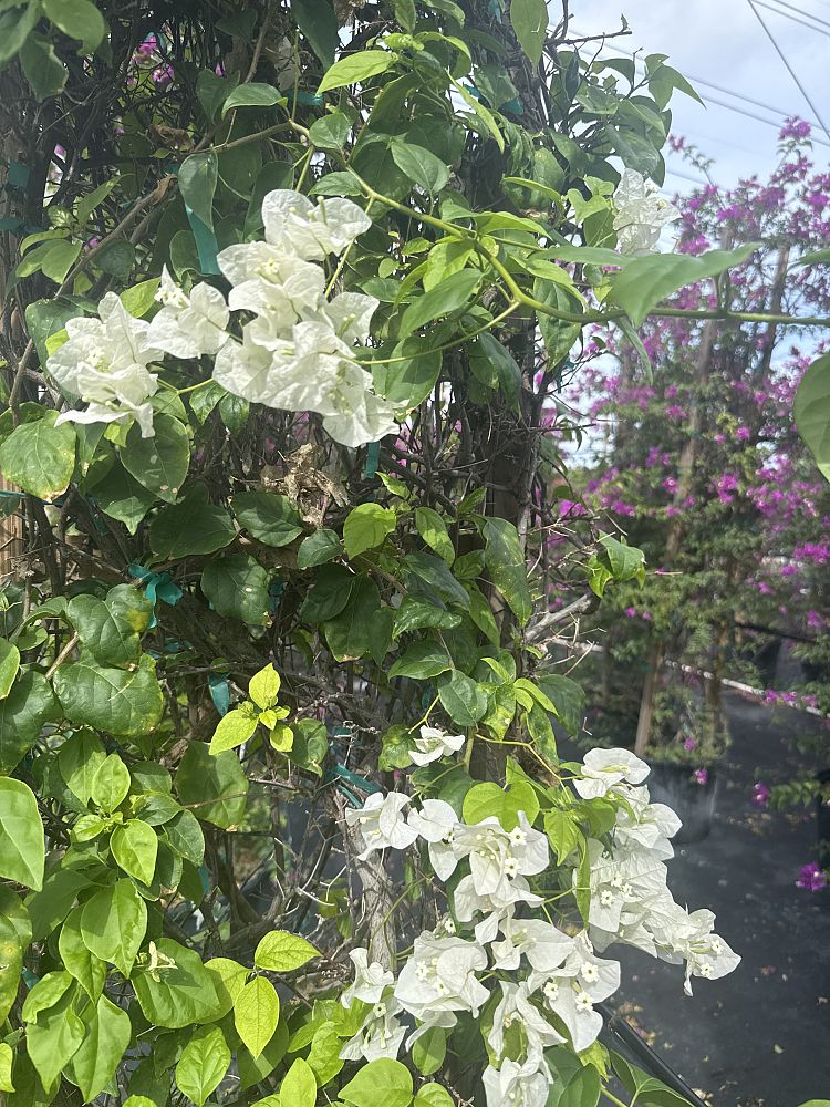 bougainvillea-vera-white