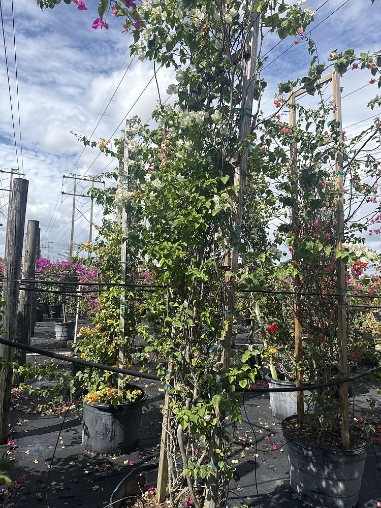 bougainvillea-vera-white