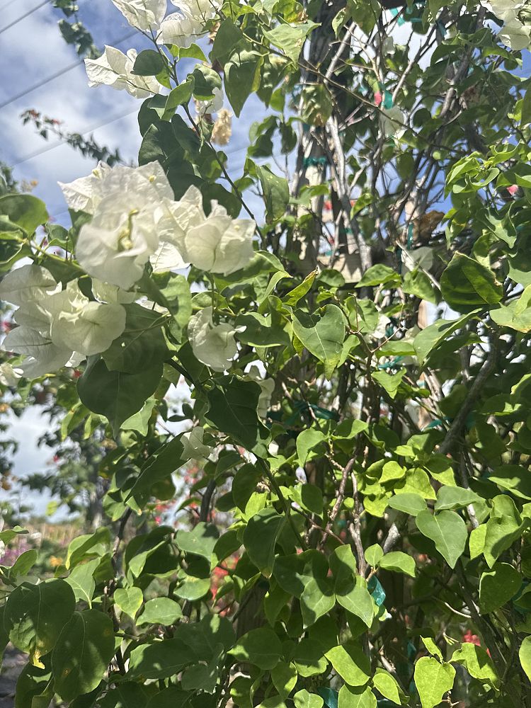 bougainvillea-vera-white