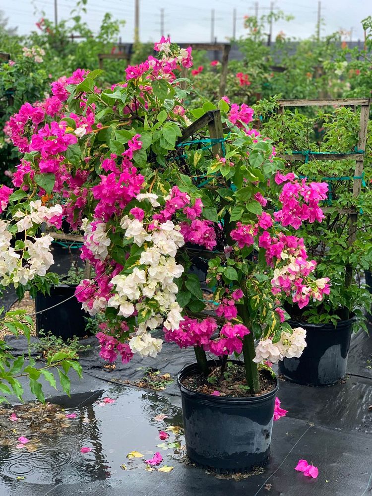 bougainvillea-viki