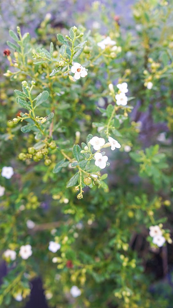 bourreria-cassinifolia-little-strongbark