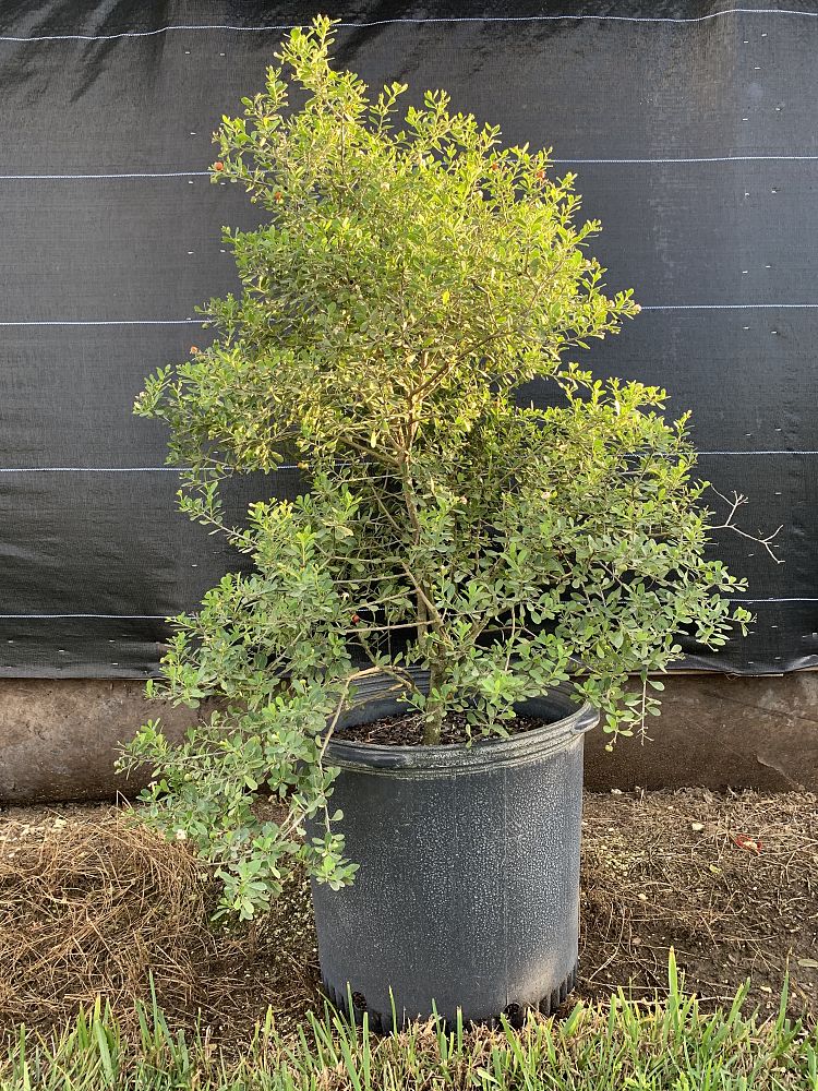 bourreria-cassinifolia-little-strongbark