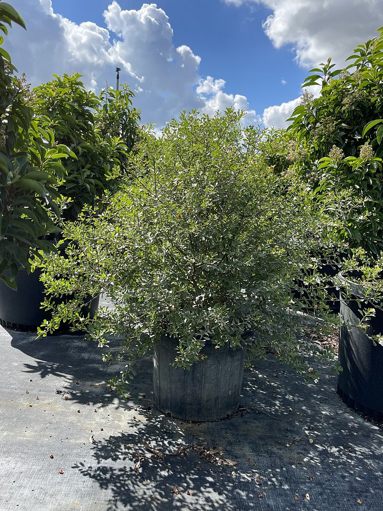 bourreria-cassinifolia-little-strongbark