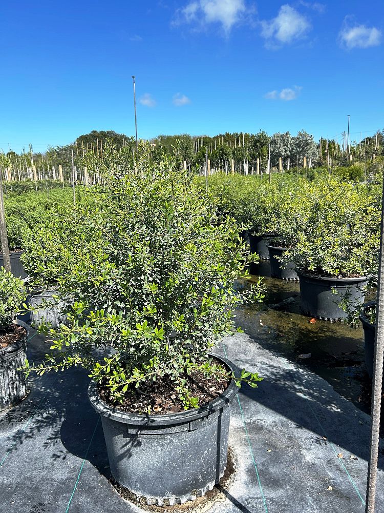 bourreria-cassinifolia-little-strongbark