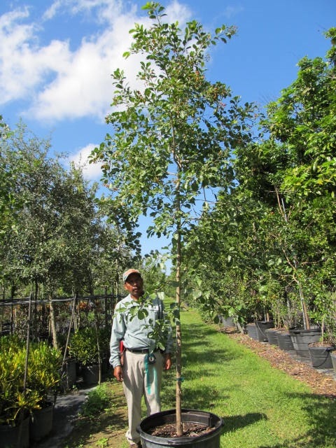 bourreria-succulenta-bahama-strongbark