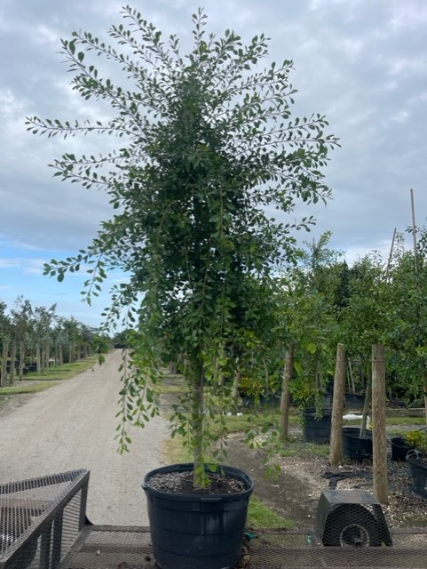 bourreria-succulenta-bahama-strongbark