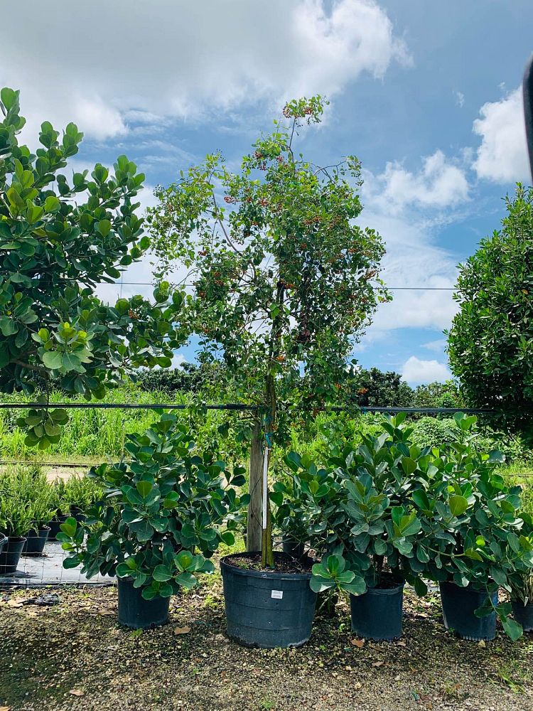 bourreria-succulenta-bahama-strongbark