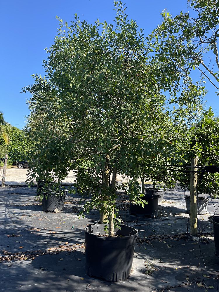 bourreria-succulenta-bahama-strongbark