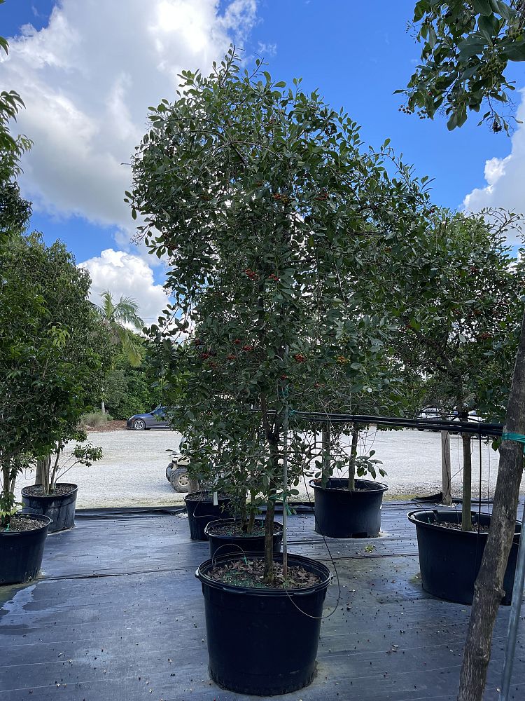 bourreria-succulenta-bahama-strongbark