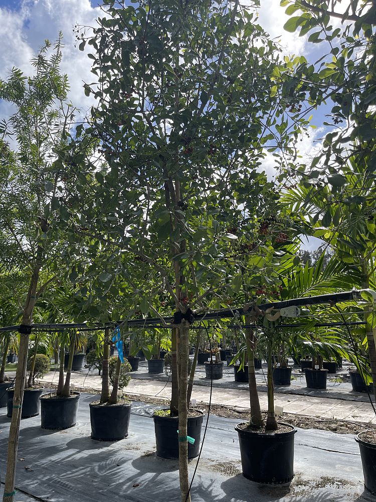bourreria-succulenta-bahama-strongbark
