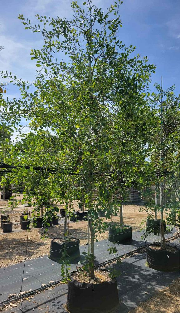 bourreria-succulenta-bahama-strongbark