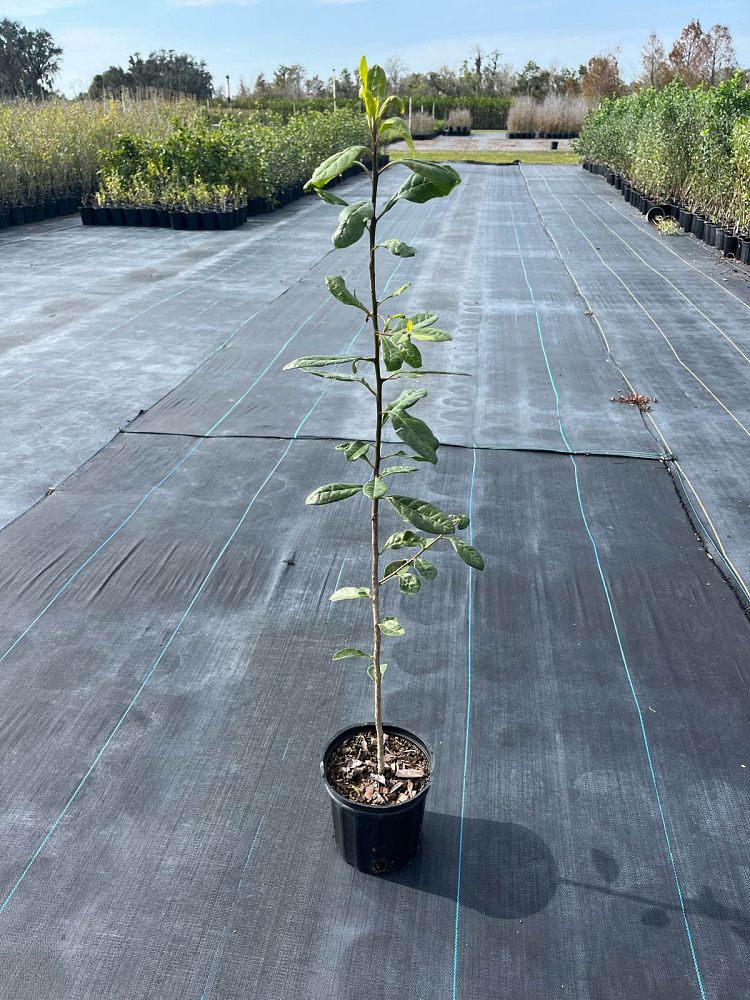 bourreria-succulenta-bahama-strongbark