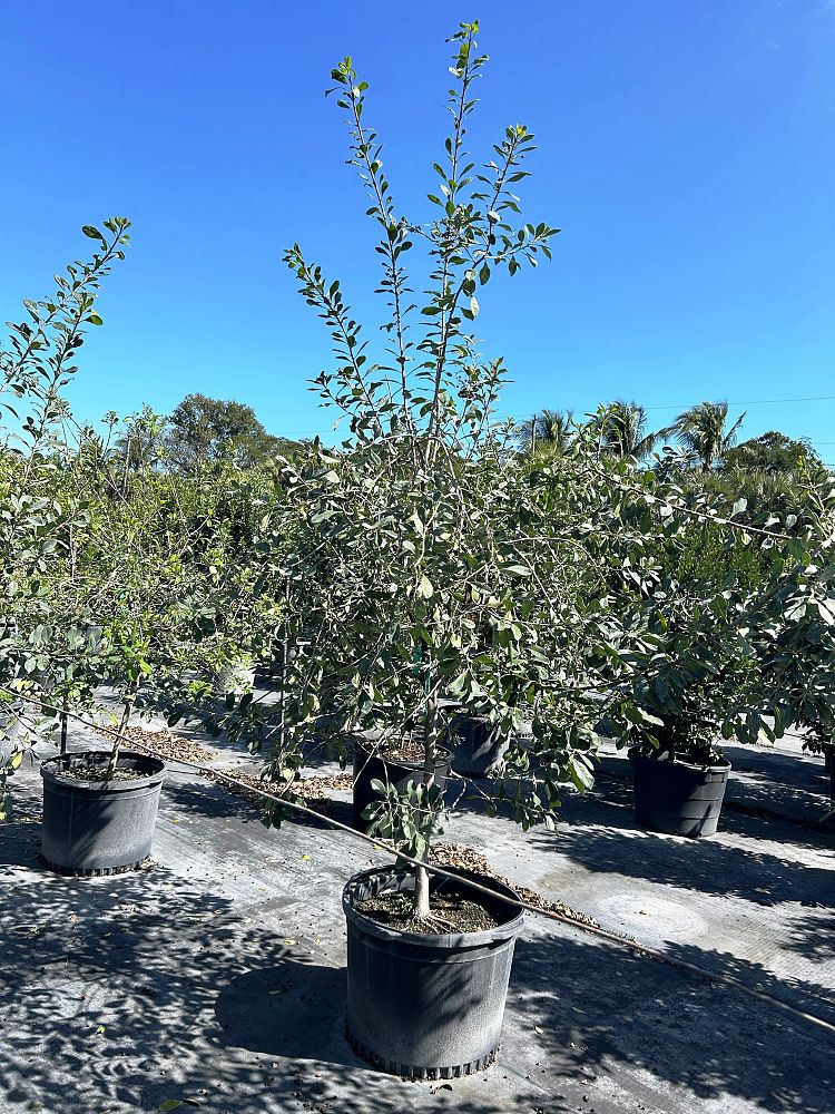 bourreria-succulenta-bahama-strongbark
