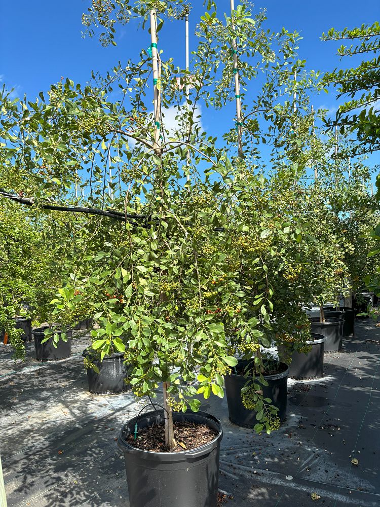 bourreria-succulenta-bahama-strongbark