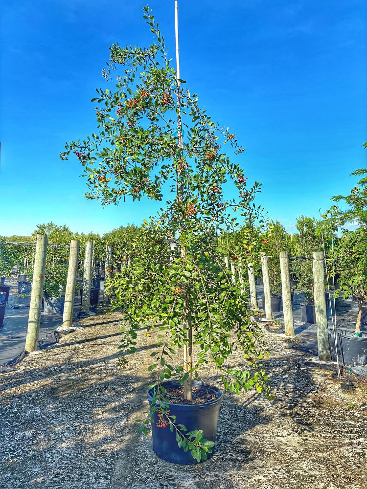 bourreria-succulenta-bahama-strongbark