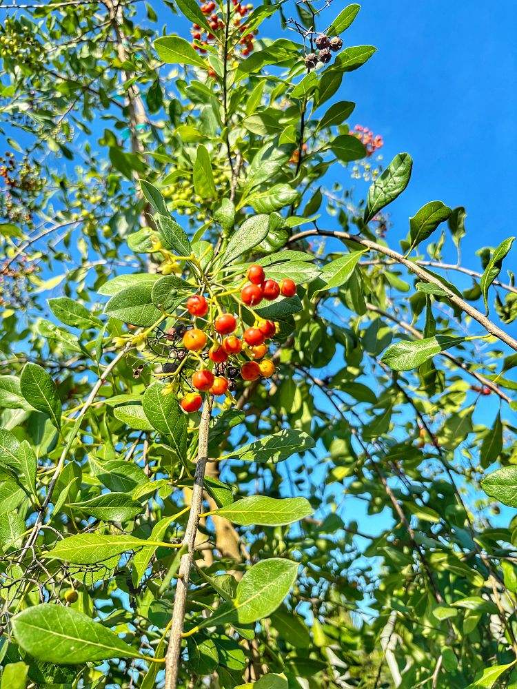 bourreria-succulenta-bahama-strongbark