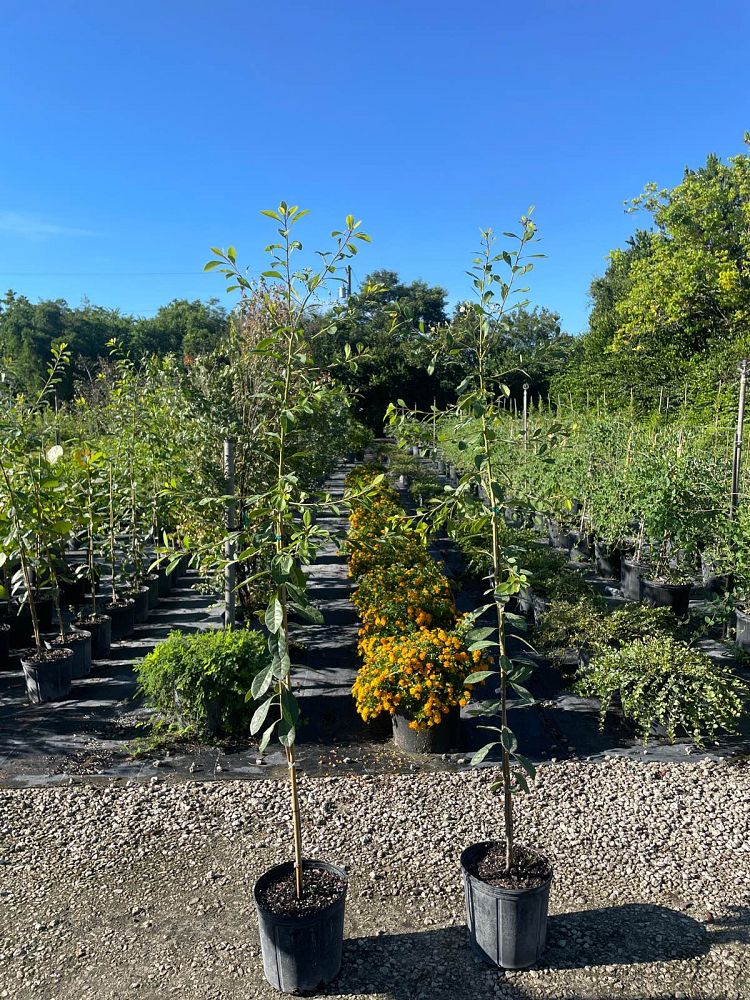 bourreria-succulenta-bahama-strongbark