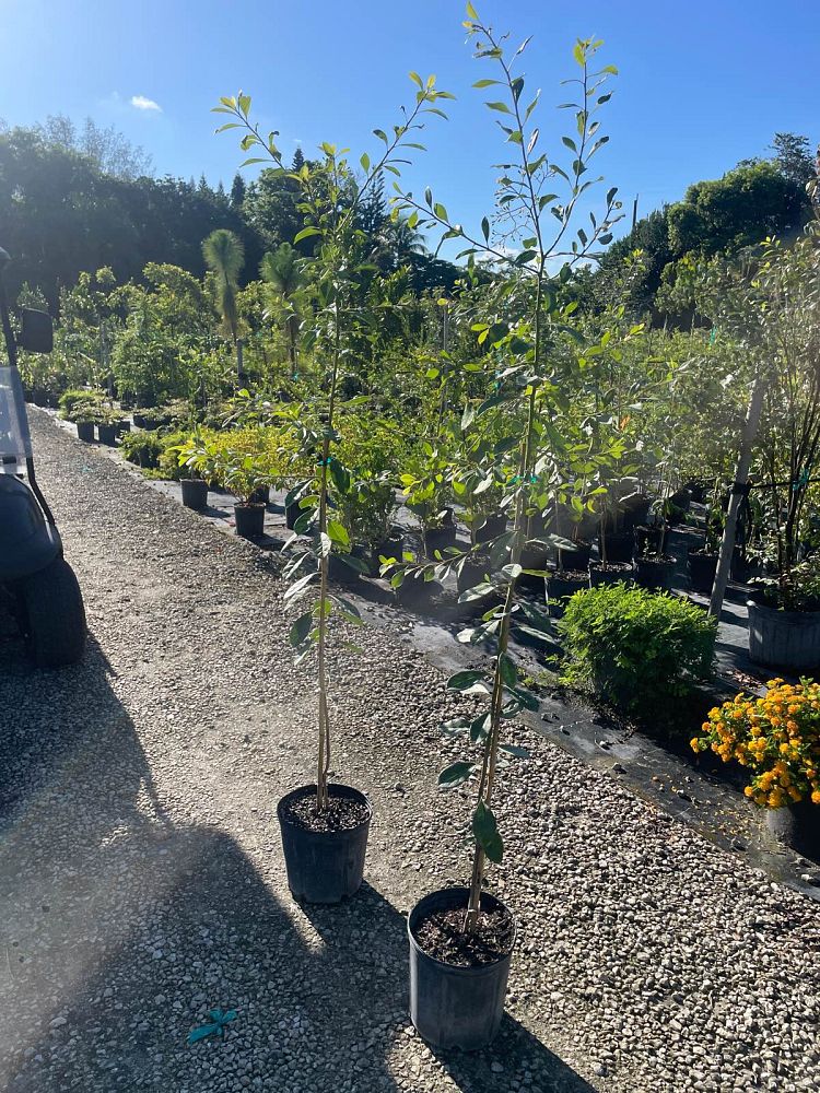 bourreria-succulenta-bahama-strongbark