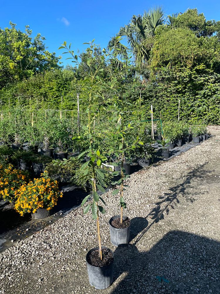 bourreria-succulenta-bahama-strongbark