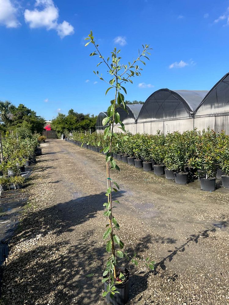 bourreria-succulenta-bahama-strongbark