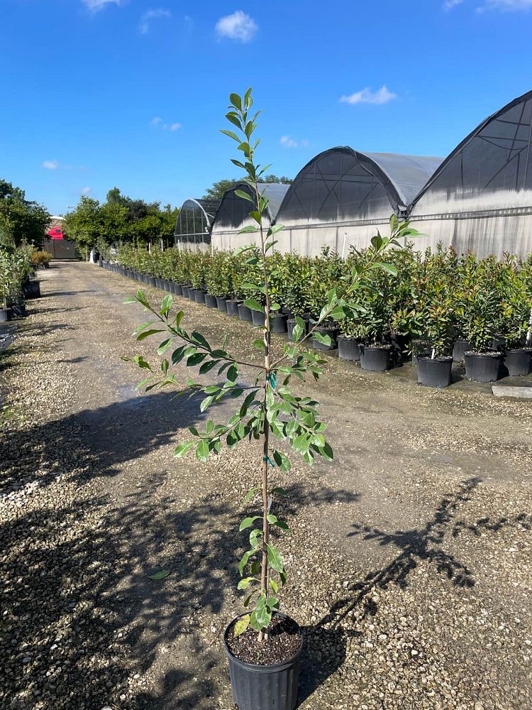 bourreria-succulenta-bahama-strongbark