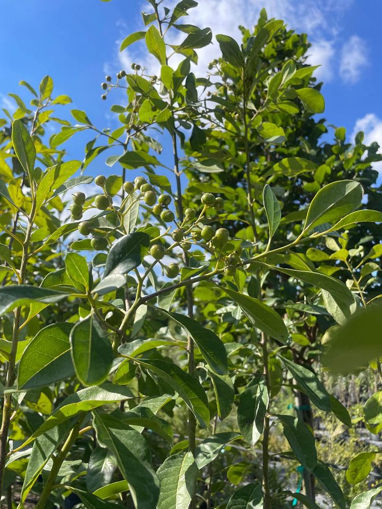 bourreria-succulenta-bahama-strongbark