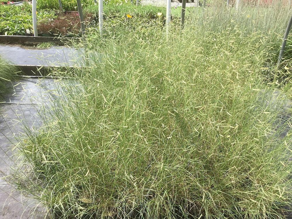 bouteloua-gracilis-blonde-ambition-blue-gama-grass