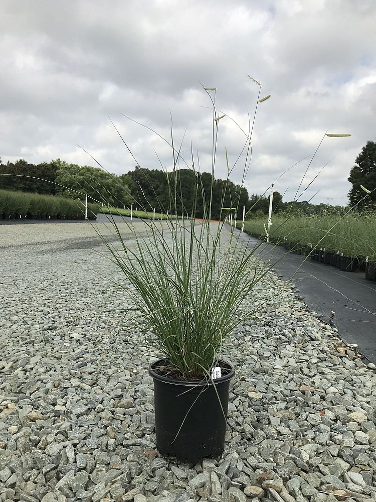 bouteloua-gracilis-blonde-ambition-blue-gama-grass
