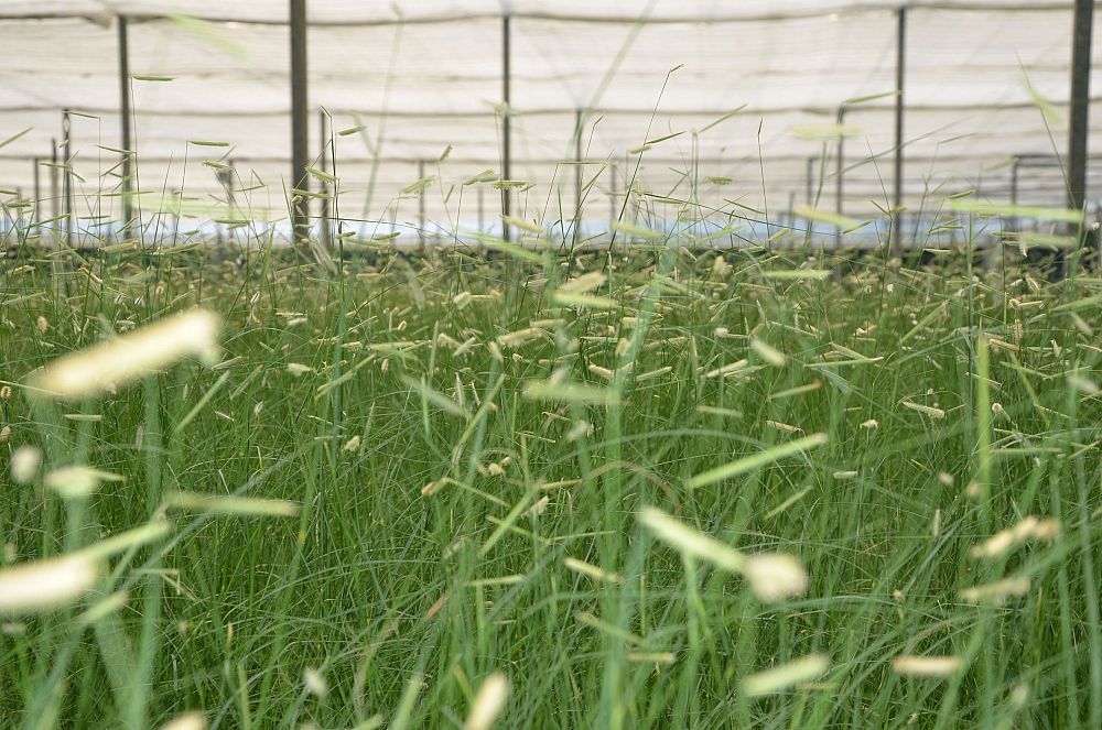 bouteloua-gracilis-blonde-ambition-blue-gama-grass