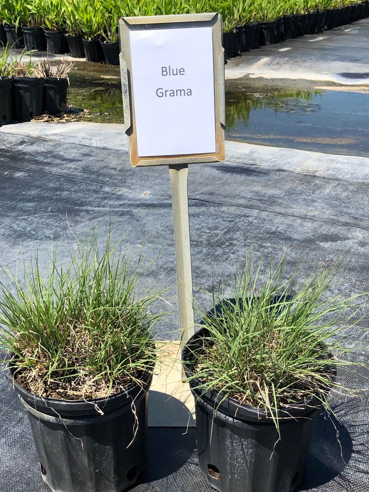 bouteloua-gracilis-blonde-ambition-blue-gama-grass