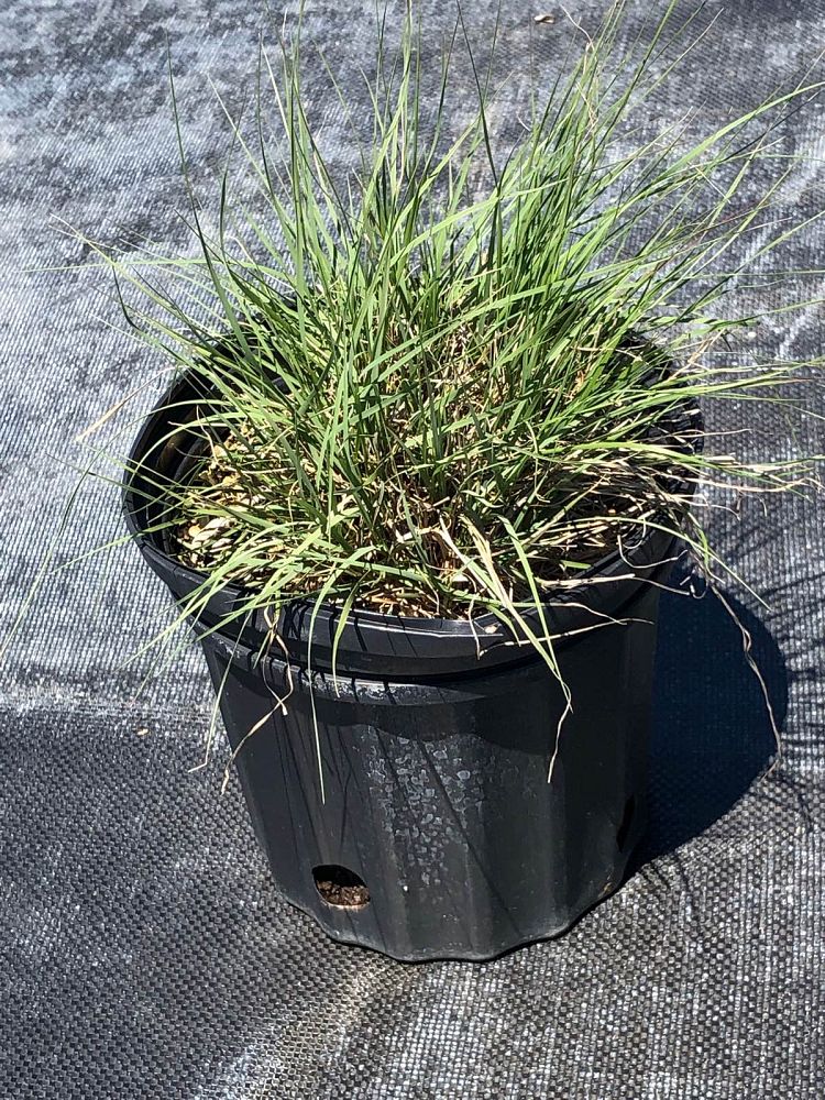 bouteloua-gracilis-blonde-ambition-blue-gama-grass