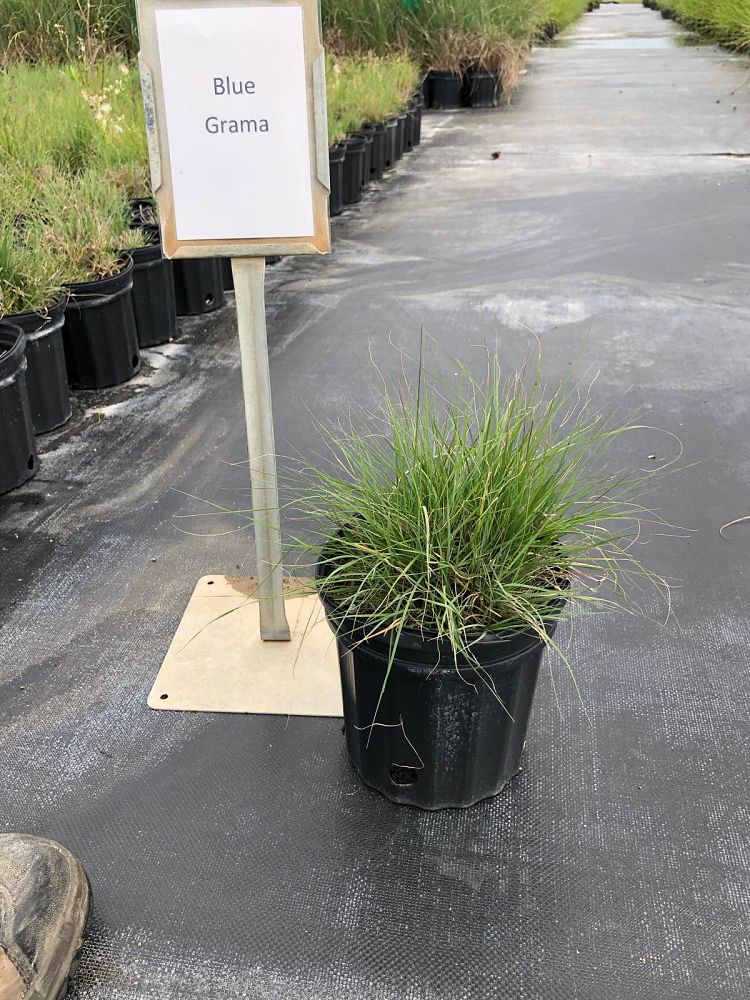 bouteloua-gracilis-blonde-ambition-blue-gama-grass