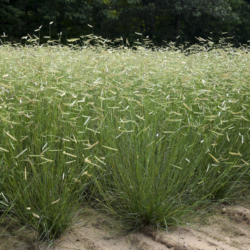 bouteloua-gracilis-blonde-ambition-blue-gama-grass