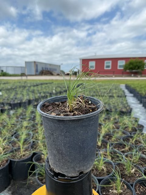 bouteloua-gracilis-blonde-ambition-blue-gama-grass