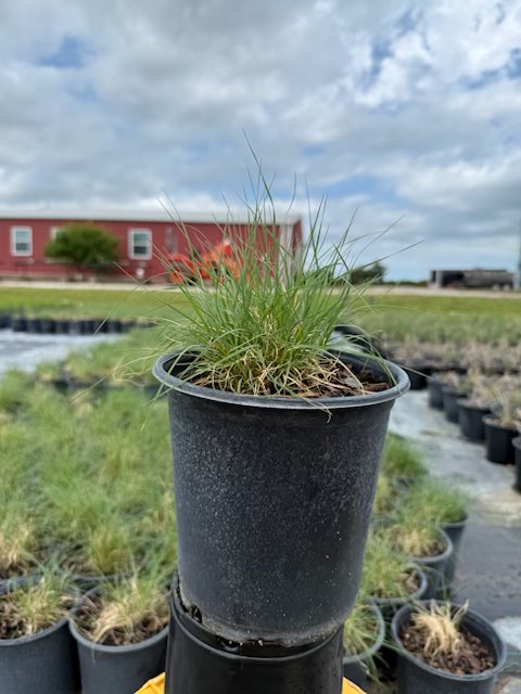 bouteloua-gracilis-hachita-blue-gramma-blue-grama-grass